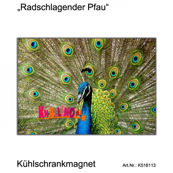 Radschlagender Pfau Kühlschrankmagnet